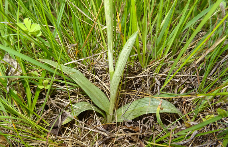 Ophrys holosericea subsp. holosericea